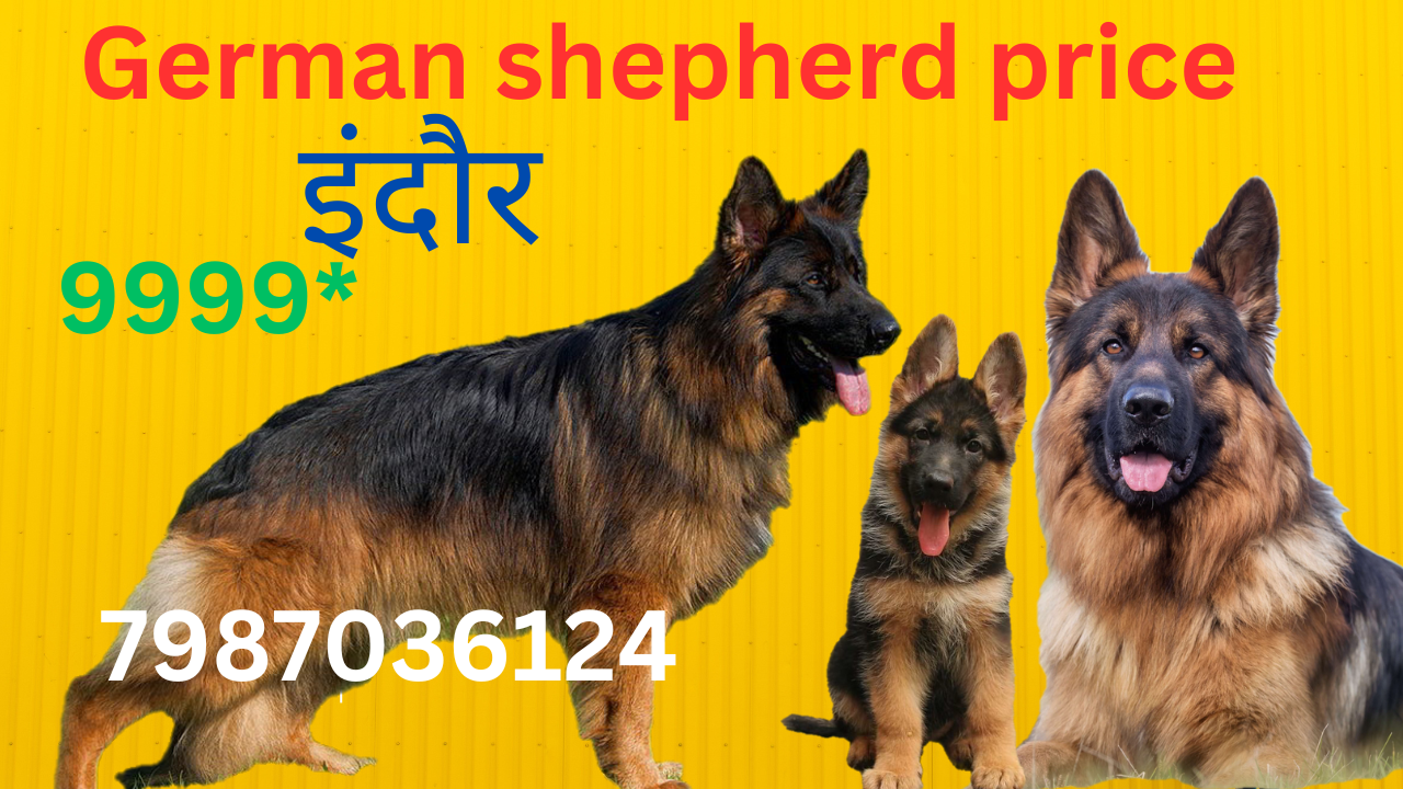 Labrador puppy for sale in indore